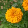 Marigold – Inca Orange – 4″ Pot